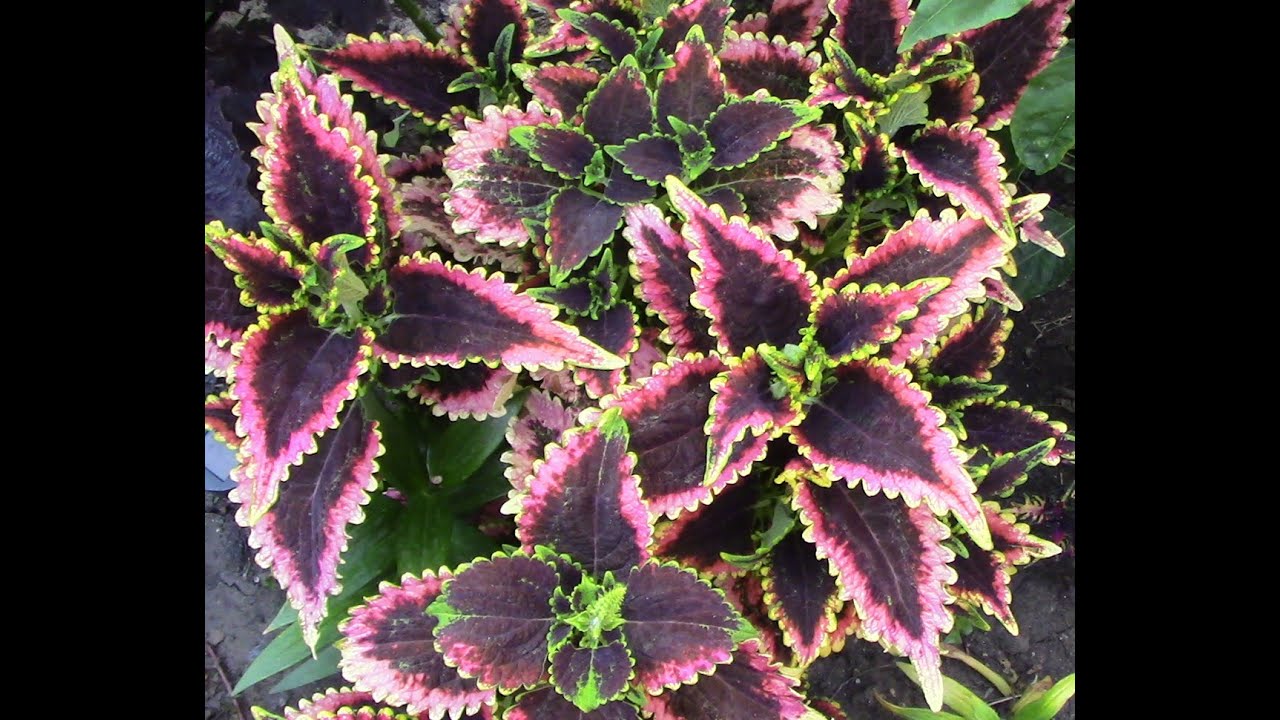 Сформируйте колеусы еще зимой.