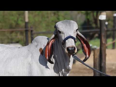 LOTE 19   BARRANCA FIV ESTANCIA MOREIRA EMO104