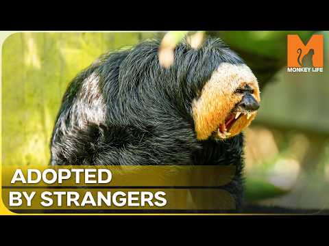 The Rescue Monkey Who Hates His Own Species | Monkey Life Season 17 Episode 8