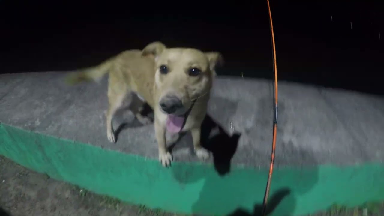 Tremenda pesca en PUNTA LARA. Salio de todo: SURUBI, DORADO, MANDUVA, BAGRES.