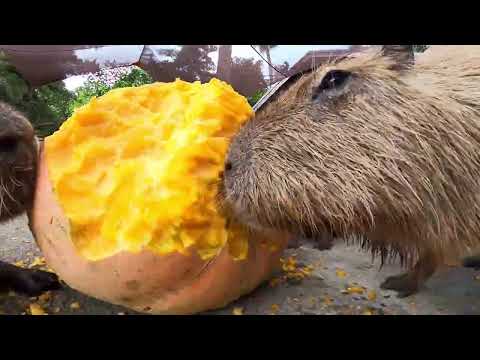 Ok I pull up Capybara edit (after party)