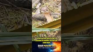 Detik Detik Berpapasan Dengan Ular King Kobra Besar 😱 #shorts #viral #kingkobra