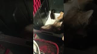 Sadie's  from Bolton,Iowa this is her family.