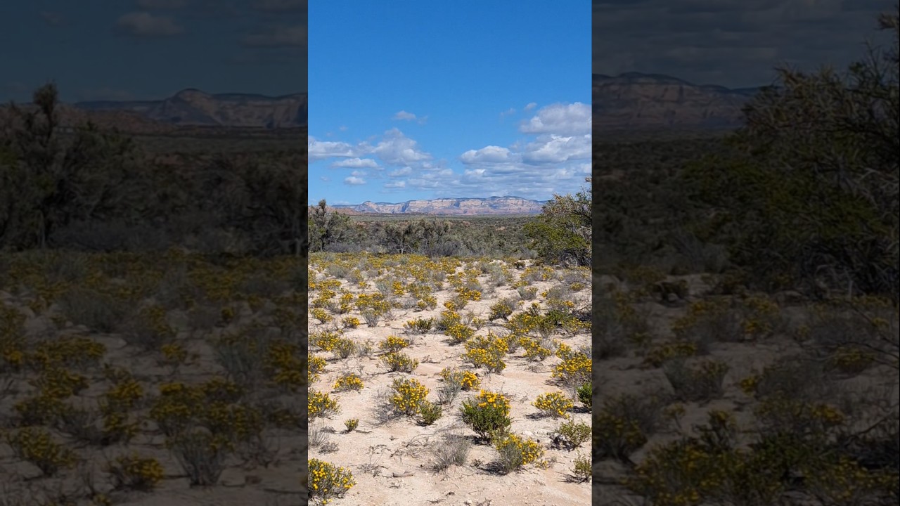 Arizona Desert, Fall 2025 (blooming flowers)            