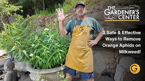 Orange Aphids on Milkweed? Here’s What to Do (No Sprays Needed!)