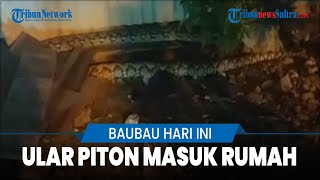 Download Lagu 🔴 Baubau Hari Ini: Ancam Warga di Kelurahan Bone-bone Baubau, Seekor Piton Gagal Ditangkap MP3