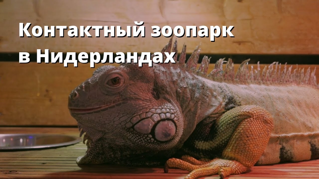 Контактный Зоопарк в городе Суст, Нидерланды