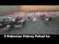 2 Pilke kabootar Utrey ak Sath Pakre dono..
