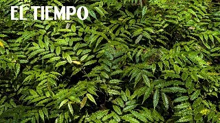 11. New Roots | Species: A New Expedition | EL TIEMPO and Canal Tr3ce