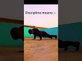 discipline means ☠️...#shorts #dicipline #ytshorts