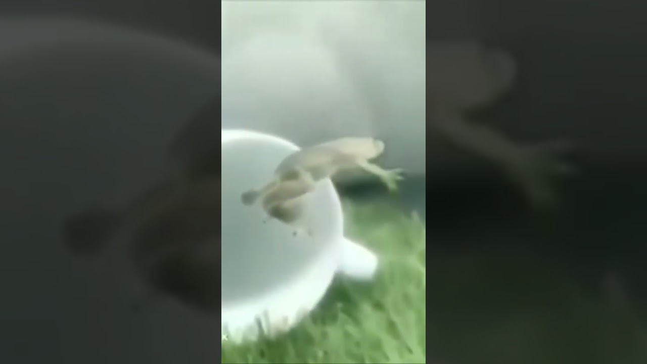 Frog floating in air meme 