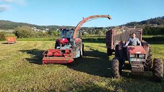 SILAGEM DE ERVA 2022// CASE IH 115C + MENGELE// CARRARO 6.1000  E SAME 70 EXPLORER