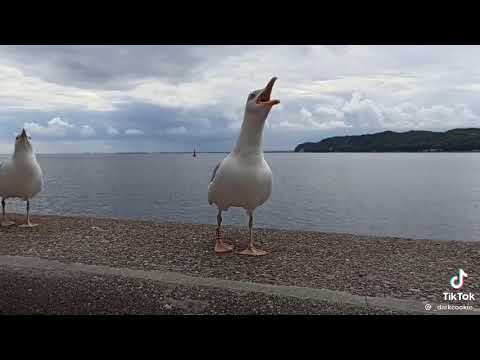 Seagulls laughing at the fall of their friend. Funny Animal Moments