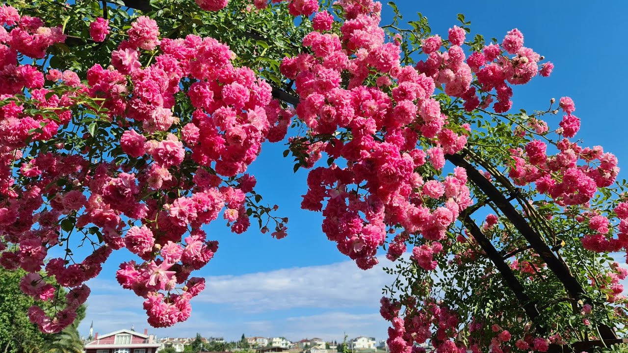 Bahar, Güller ve Sarmaşık Güllerin Muazzam Şöleni