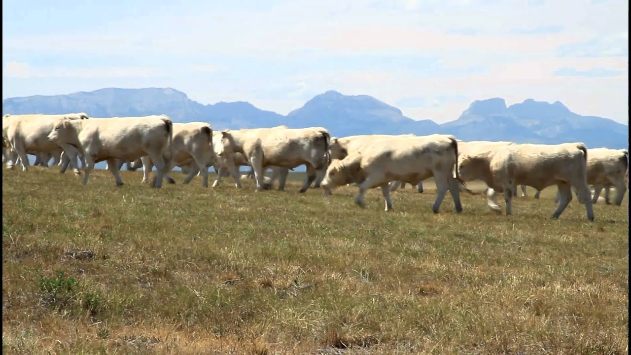 Debruycker Moves Charolais Cattle & Bulls During Summer