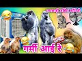         summer special funny animal marwadi dubbing comedy