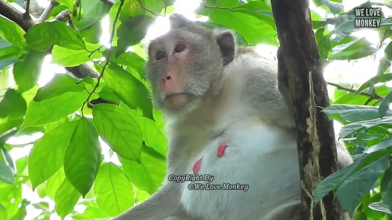 Monkey Jane Looking Foor A Good Place to Prepare to Delivery