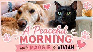 Spend a Peaceful Morning with Maggie & Vivian ☀️ Golden Retriever & Black Cat