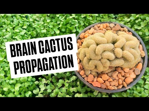 How to Propagate a Brain Cactus (Mammillaria elongata Cristata)