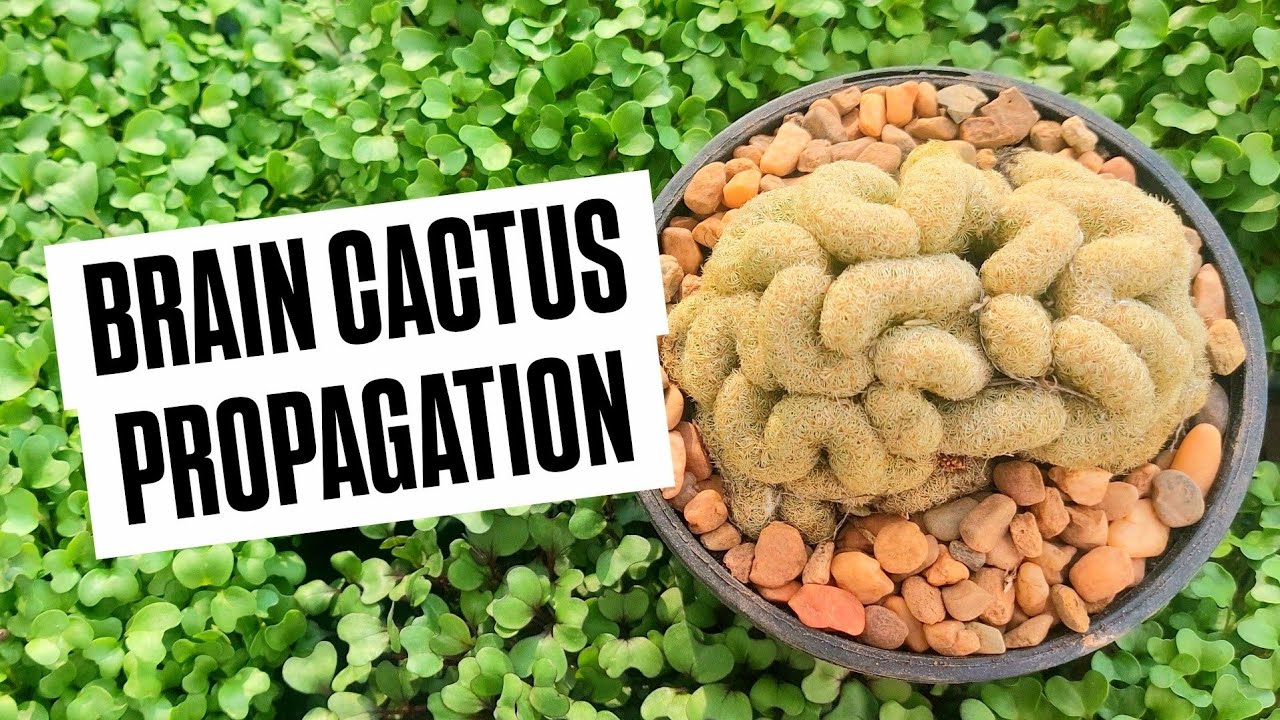 How to Propagate a Brain Cactus (Mammillaria elongata Cristata)