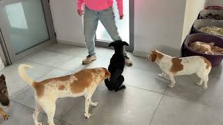 Welcome to the New House Honey and Co! - Takis Shelter