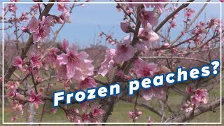 How will this week's freeze affect local peach yield?