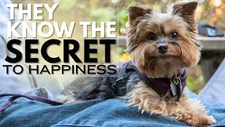 What My Dog Taught Me About Living a Simple, Happy Life ❤️🐾
