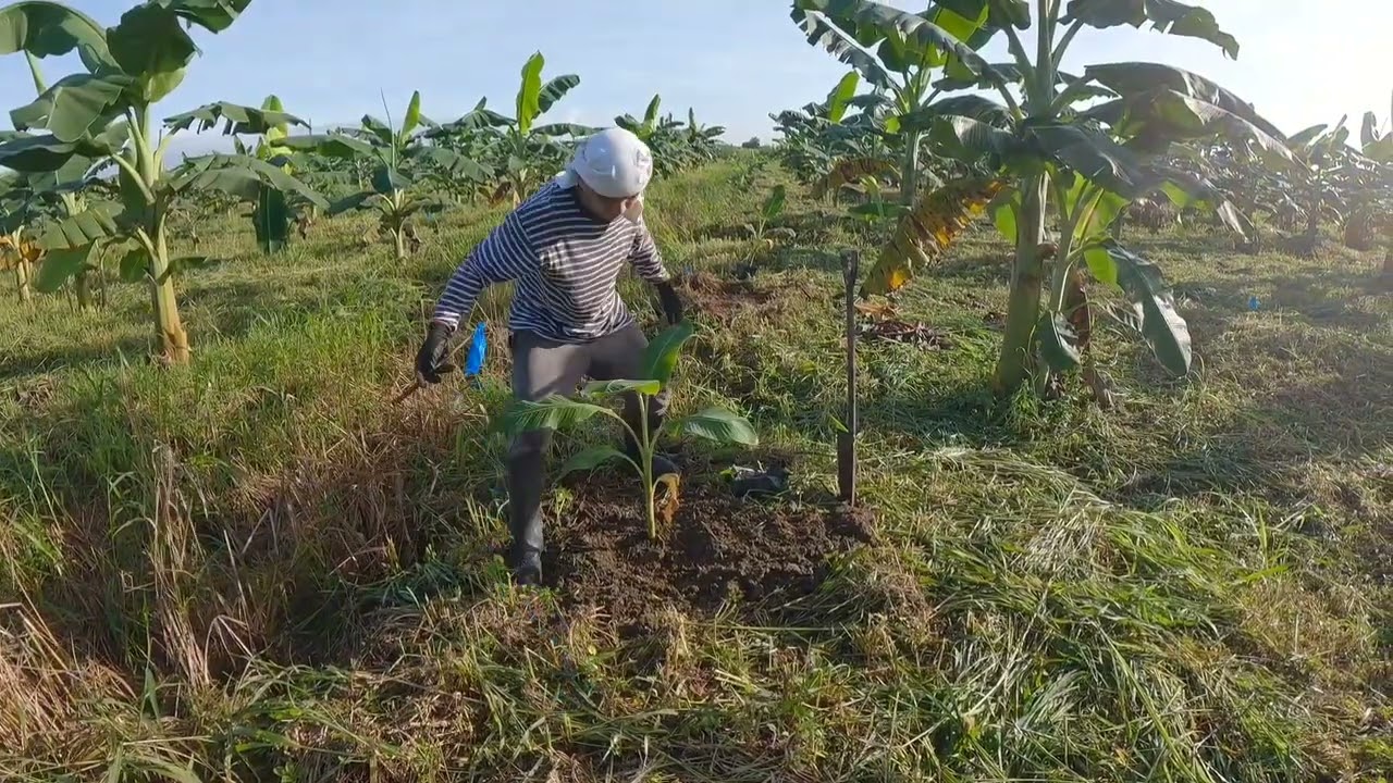 Planting tissue cultured Cardava (Saba) seedlings 