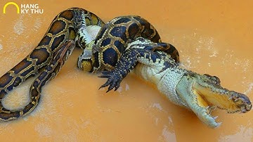 ⚠️ Trăn Siêu KHỔNG LỒ Đại Chiến Cá Sấu Nhận Cái Kết Thảm Khốc | Hang Kỳ Thú