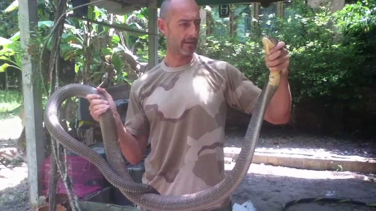 King Cobra: Snake Man Phil in Koh Samui Thailand