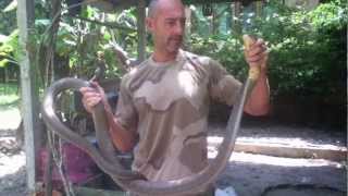 King Cobra: Snake Man Phil in Koh Samui Thailand