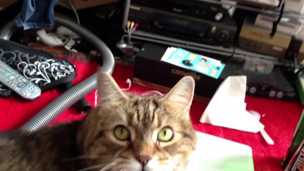Kiti cat quacking at pigeon - YouTube
