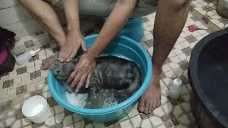 cara memandikan kucing galak 100% berhasil