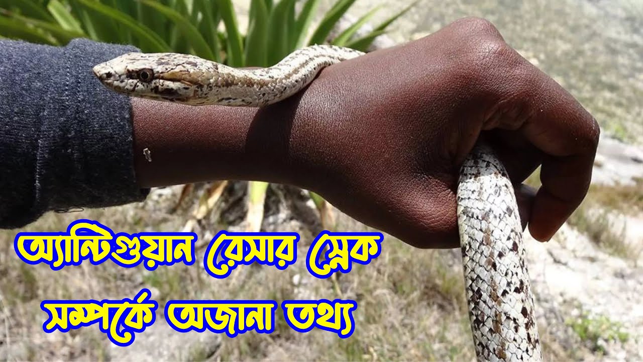 অ্যান্টিগুয়ান রেসার স্নেক সম্পর্কে অজানা তথ্য | Antiguan Racer Snake Facts
