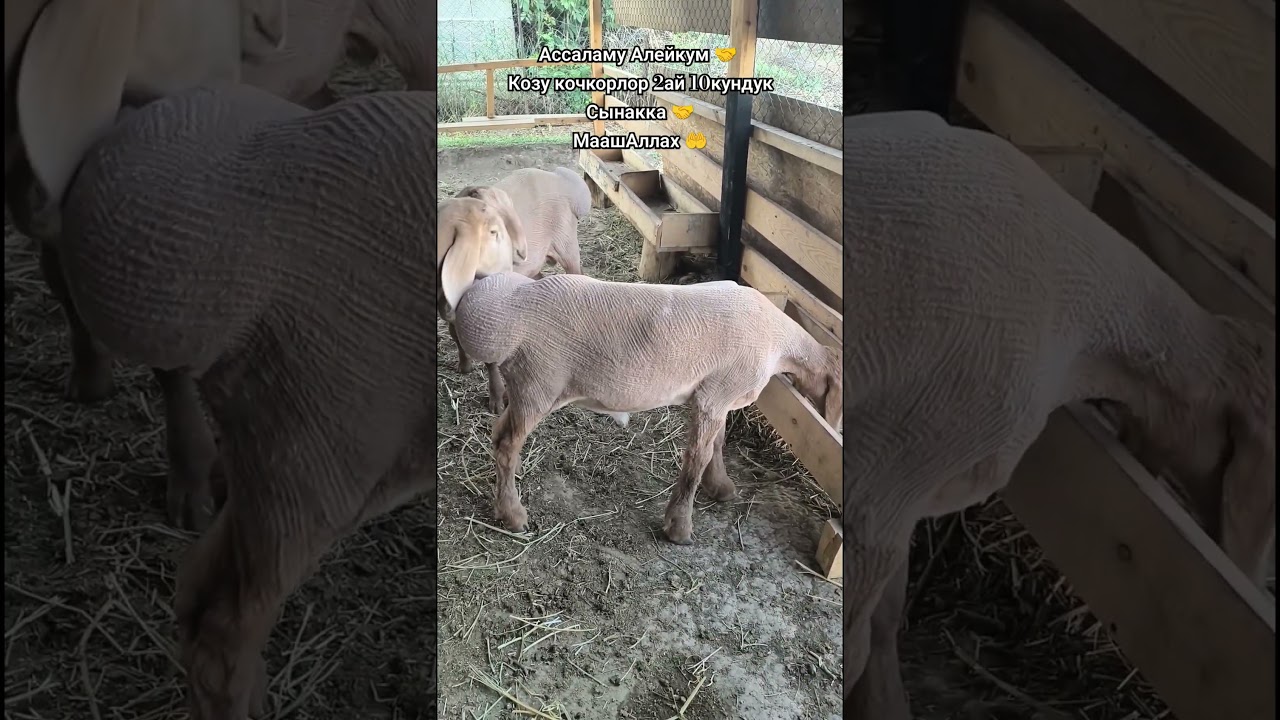 Арашан Козу кочкор 