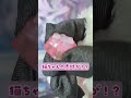 【幸せ】肉球キーキャップって知ってる？？🐱🐾 ｜#ゲーミングキーボード #vtuber #デスク周り #shorts