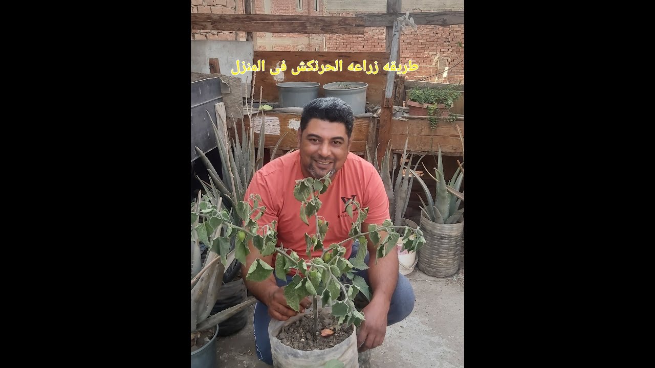 زراعه الحرنكش فى المنزل من البذره حتى الحصاد