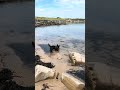 Finlay’s first venture into the sea @ Whitley Bay 24 May 2026
