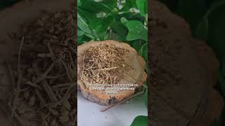 Cha de Aquileia Mil Folhas Achillea Millefolium L. Rocha