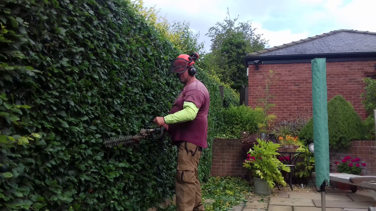 Beech hedge Sandal Wakefield using echo hedge trimmer