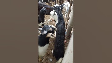 Goat #مضحك #قصيرة #منتشر #طبيعي #funny #goat #viral #shorts #viralvideo #viralshorts