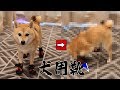 柴犬シバチャが初めて靴を履くと、飼い主の腹筋が死ぬ