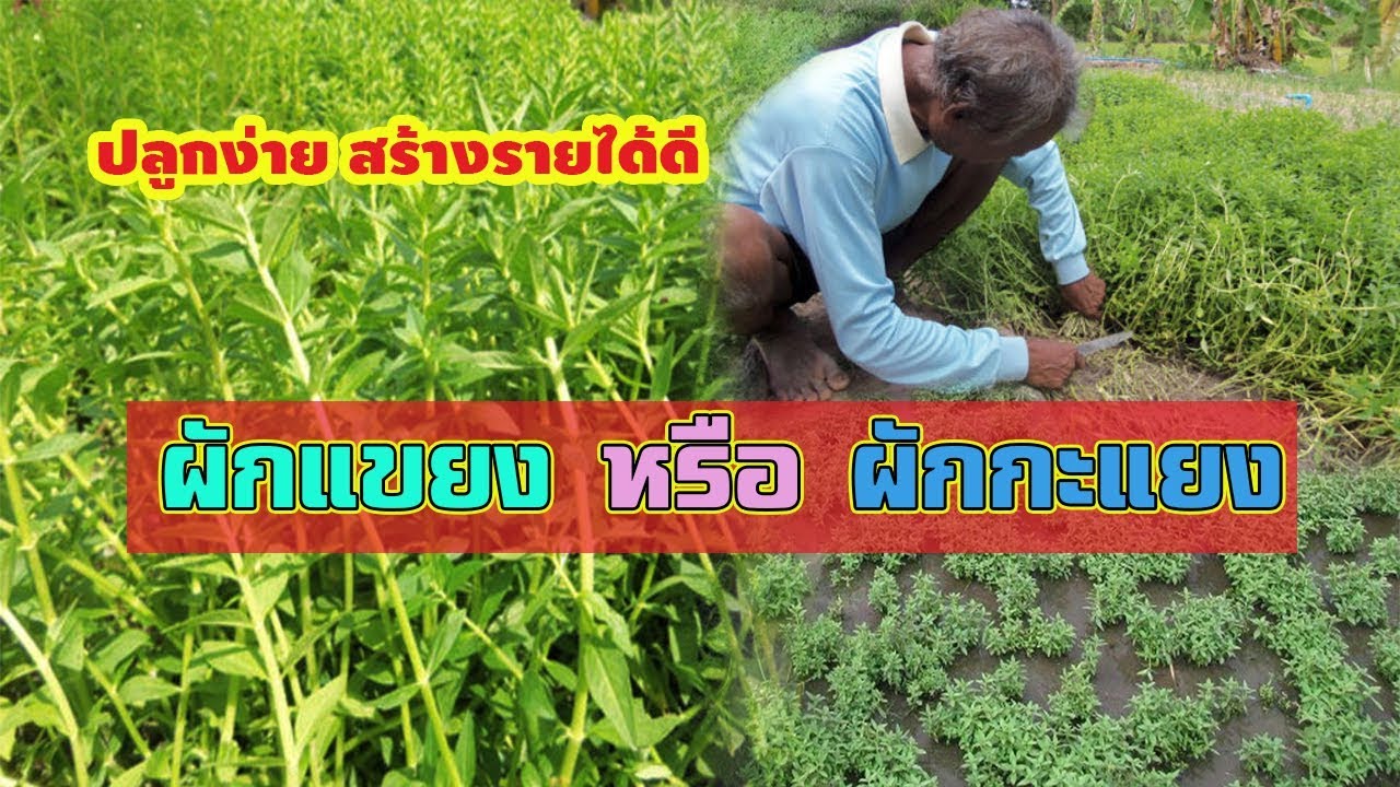 แยง New ผักแขยง(ขะแยง) หรือ ผักกะแยง | ปลูกง่าย สร้างรายได้เสริม |