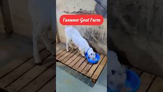 barsat mein bakre ko chauki mein baithane ke क्या-क्या fayde hote hain #bakre #farming #trending