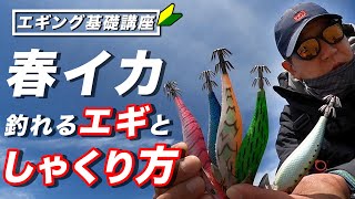【初心者必見】春イカ攻略、プロが明かすエギの使い分けと誘い方を徹底解説！釣れるしゃくりから間合いまで一挙公開！