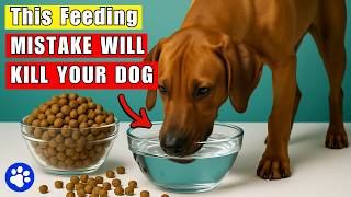 The Deadly Feeding Mistake 98% of Dog Owners Make Every Day ( Vet Warned Every Dog Owner)