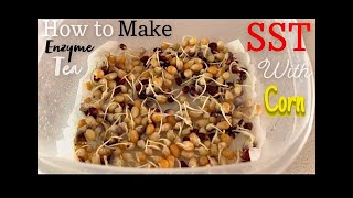 How To Make Organic Enzyme Tea For Plants and Gardens ( Seed Sprout Tea with Corn and Aloe Vera )