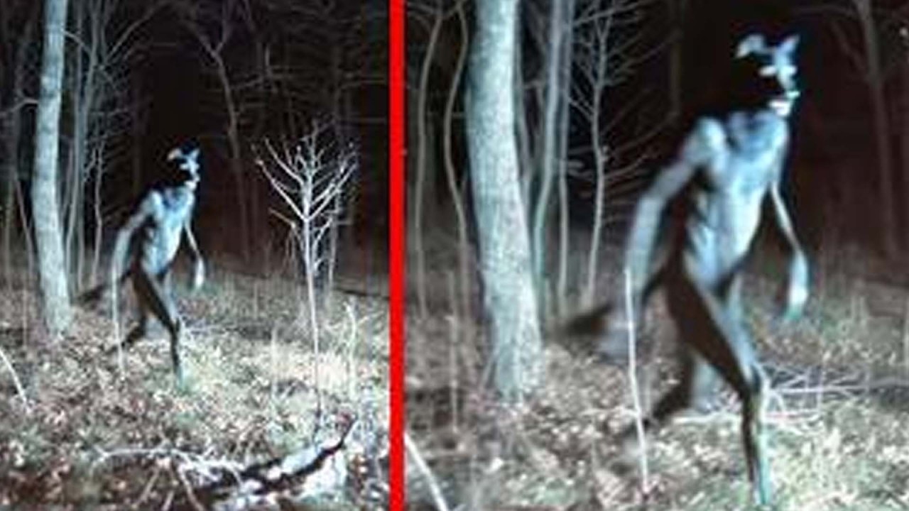 Haunted Forests So Dangerous They’re Illegal To Enter