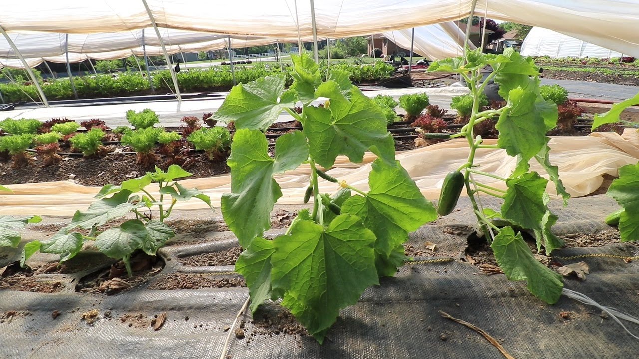 Small Scale Farming Techniques For Trellising Cucumbers And Germinating