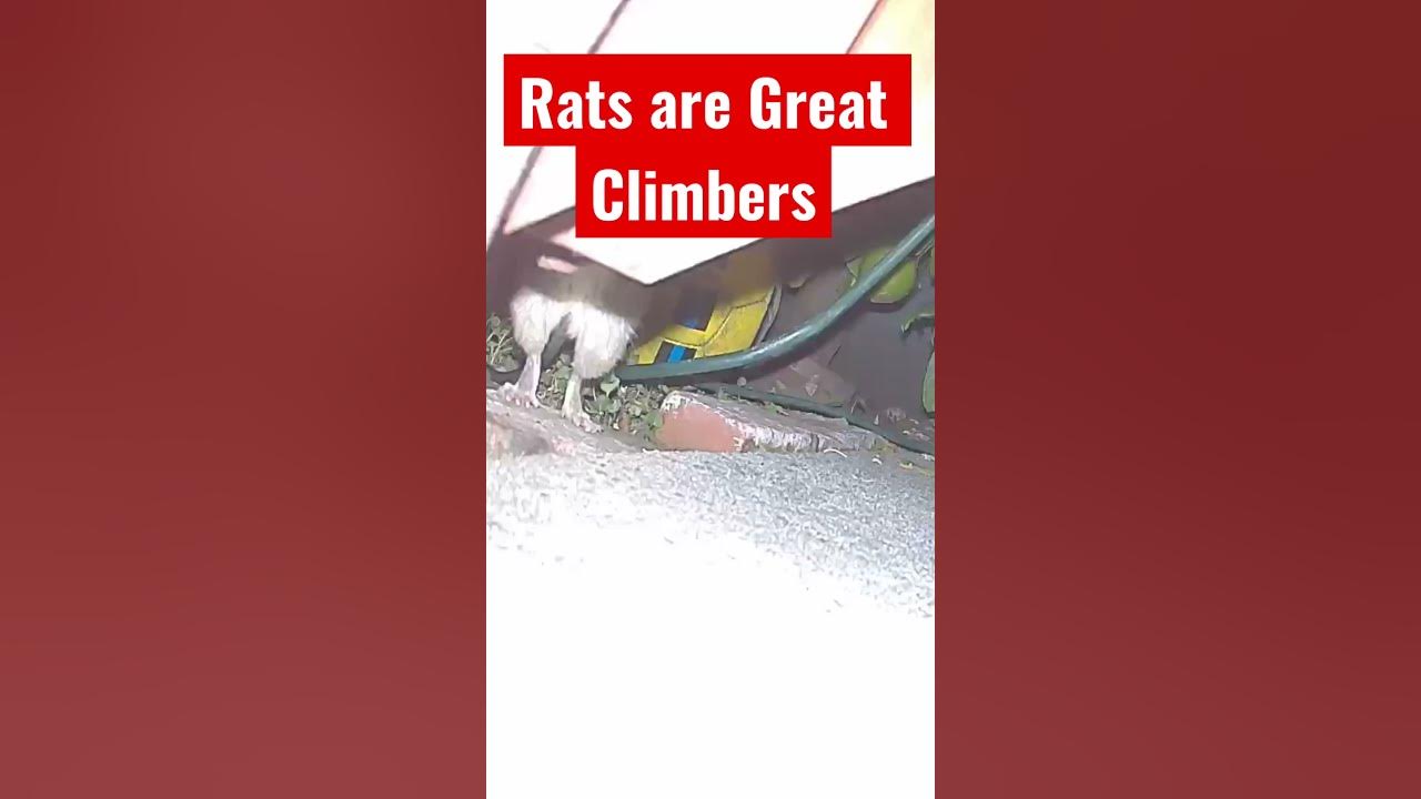 Rats are Great Climbers YouTube